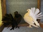 Fantail Pigeon