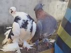 Fantail Pigeon