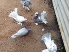 Fantail Pigeons