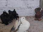 Fantail Pigeon