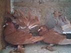 Fantail Pigeon