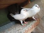 Fantail Pigeon