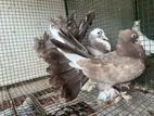 Fantail pigeon