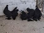 Fantail Pigeons