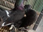 Fantail pigeon