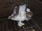Fantail Pigeons