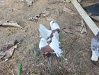 Fantail Pigeons