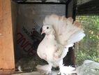 Fantail Pigeon