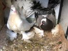 Fantail pigeon