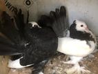 Fantail pigeon