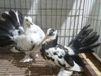 Fantail Pigeon