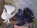 Fantail Pigeon