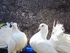 Fantail Pigeon