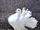 Fantail Pigeon