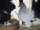 Fantail Pigeon