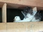 Fantail Pigeon
