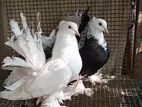 Fantail Pigeons