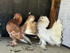 Fantail Pigeon