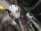 Fantail Pigeons