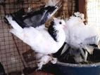 Fantail Pigeons