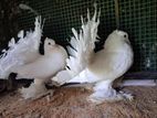Fantail Pigeons