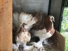 Fantail pigeons