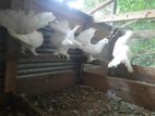 Fantail Pigeons