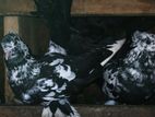 Fantail Pigeons