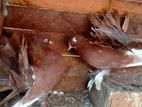 fantail pigion