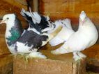 Fantail pigion