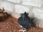 Fantail Pigeon