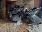 Fantails Pigeon
