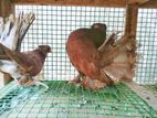 Fantails Pigeon