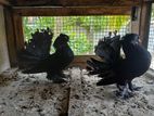Fantails Pigeons ( Fantail Pigeon )