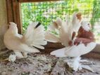 Fantails Pigeons (Fantail Pigeon)