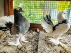 Fantails Pigeons ( Fantail Pigeon )