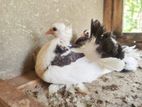 Fantails Pigeons