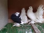 Fantails Pigeons
