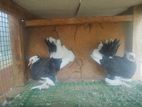 Fantails Pigeons