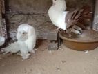 Fantails Pigeons