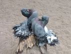 Fantails Pigeons