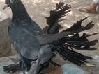 Fantail Pigeons