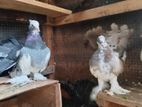 fantal pigeon