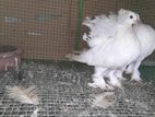 Pigeon