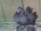 Fantel Bird