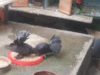 Pigeon