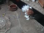 Pigeon
