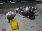 Fantail Pigeons