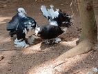 Fantail Pigeon