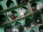 Fantel Pigeons